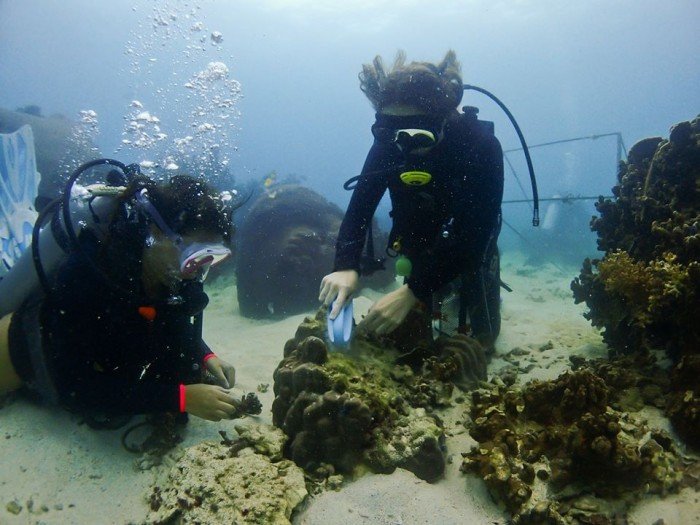 5. New Heaven Reef Conservation Program (NHRCP) -- marine conservation and environmental protection