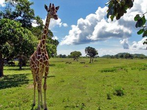 Calauit Safari Park - African Wildlife Sanctuary - Palawan, Philippines: The Complete Travel Guide