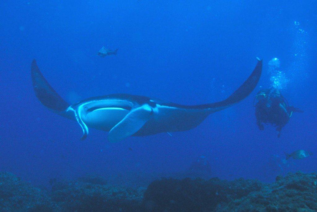 Dive Site #3: Manta Bowl, Ticao Pass, Masbate - Scuba Diving in The Philippines: Top 10 Dive Sites