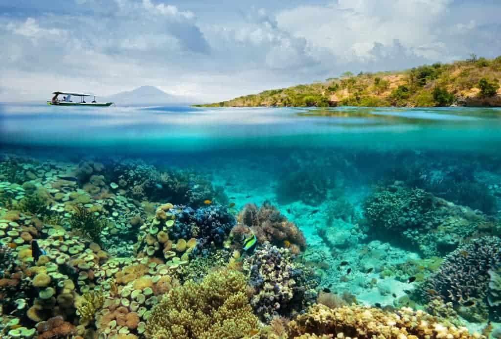 Site #2: Monad Shoal, Malapascua, Cebu - Scuba Diving in The Philippines: Top 10 Dive Sites