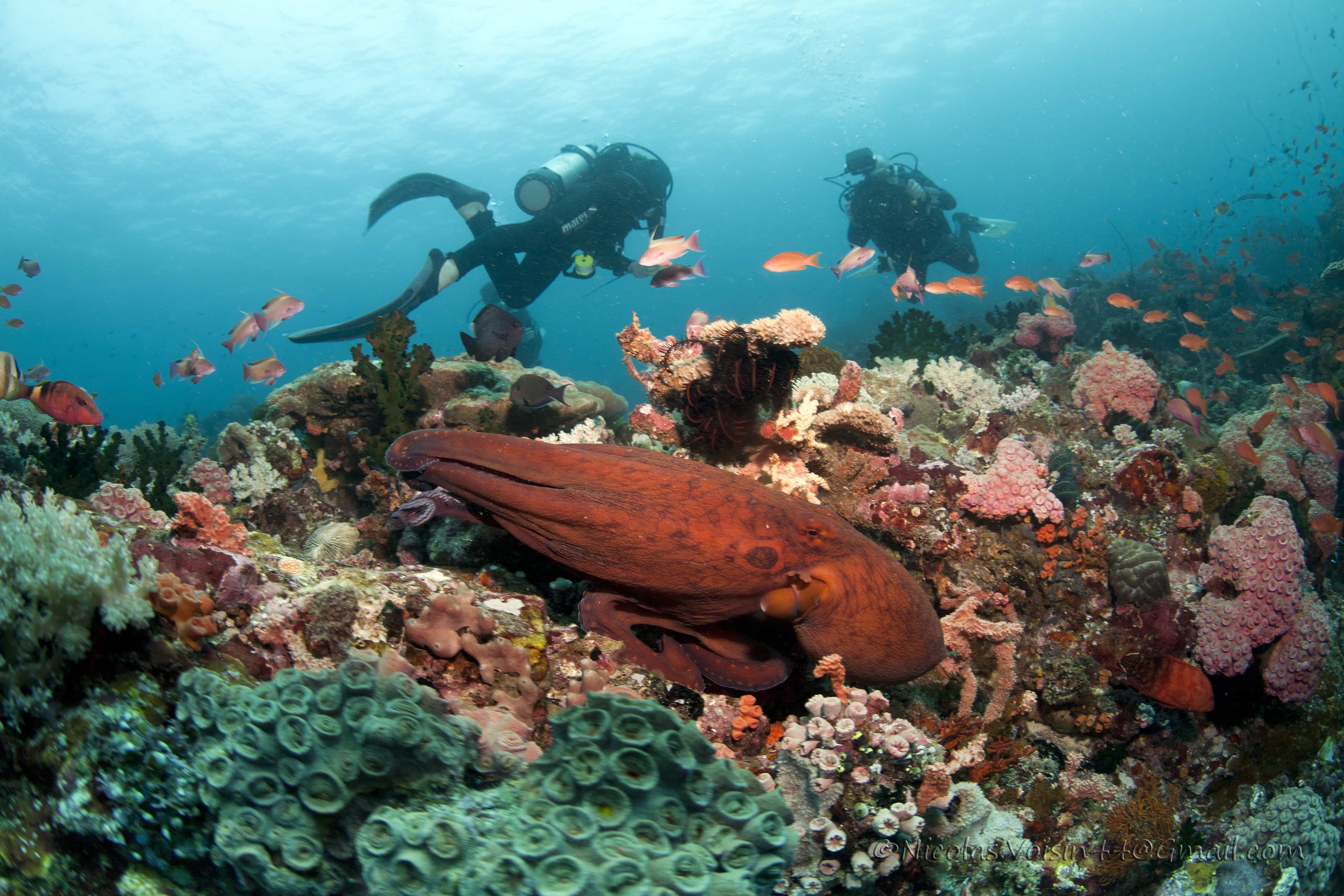 scuba diving trips in philippines