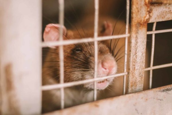 APOPO Visitor Center: the Rats Here Save Lives in Cambodia