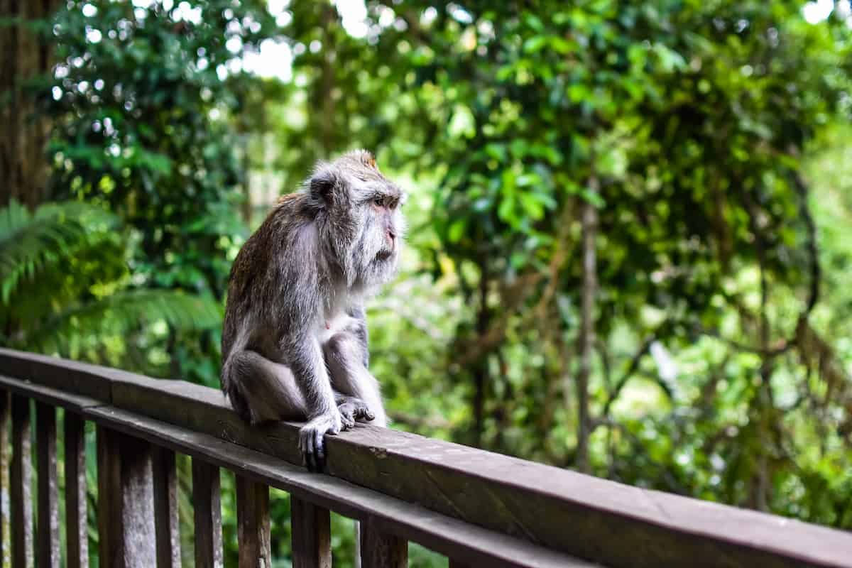 Mad Monkey Hostels Ubud Monkey Forest Everything You Need to Know Before Going