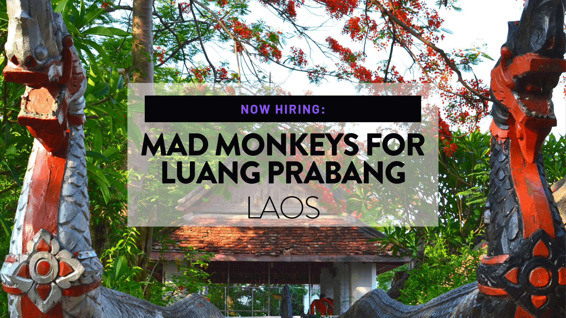 Now Hiring Mad Monkeys For Luang Prabang In Laos Mad - 