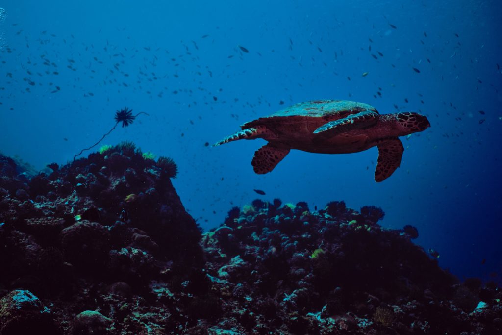 turtle and marine lide in dauin, philippines