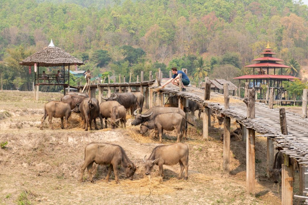Bamboo Bridge + Buffalos in Pai, Thailand
