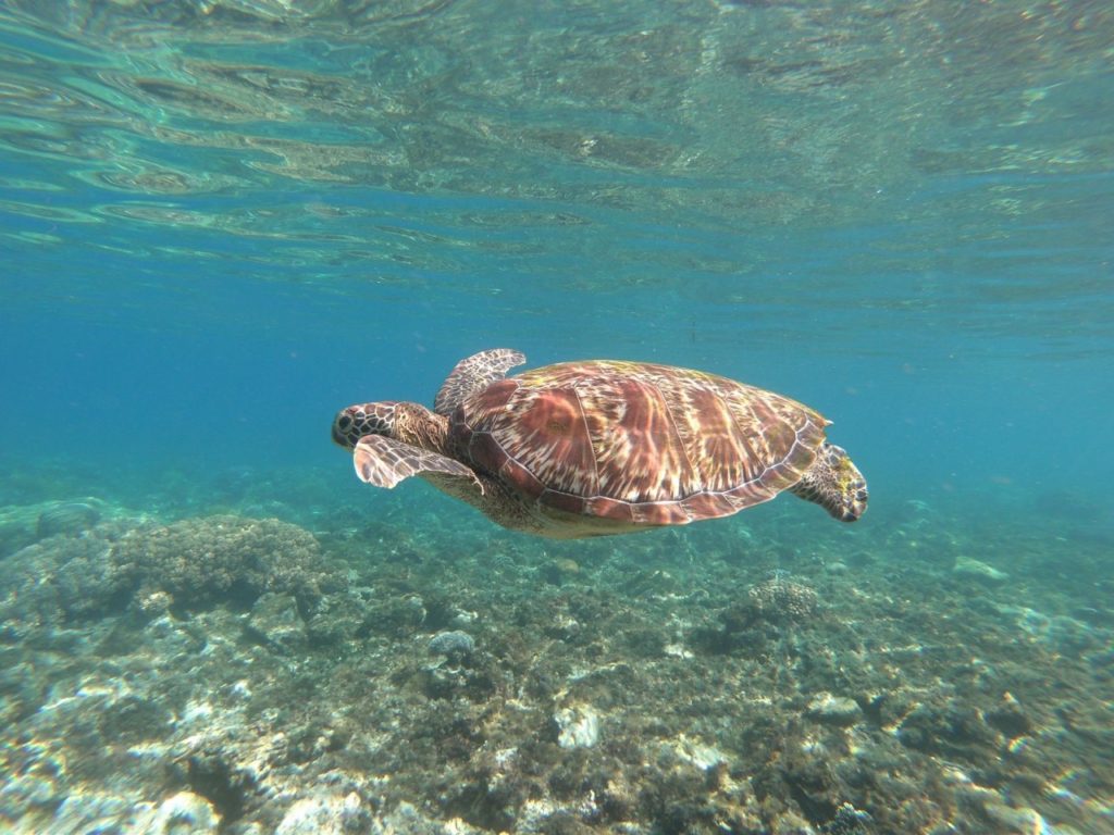 Swim with turtles in Apo Island, Dumaguete
